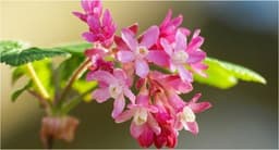 Black Currant Blossom