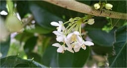 Osmanthus