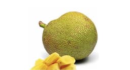 Jackfruit