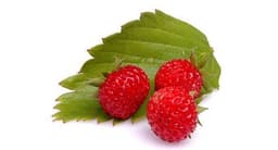 فراولة برية