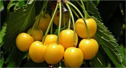 Yellow Cherry