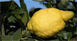Amalfi Lemon
