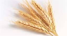 Wheat