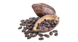 حبوب الكاكاو