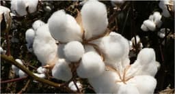 cotton