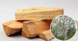 Palo Santo
