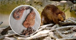 castoreum