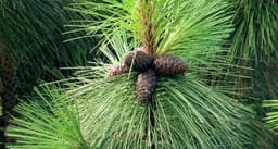 Fir Balsam