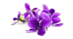 زهرة البنفسج