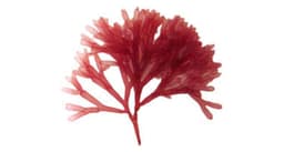 Red Algae