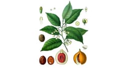 زهرة جوز الطيب