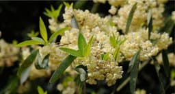 litsea cubeba