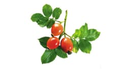 Rose Hip