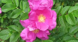 Rose Japanese (Hamanasu)