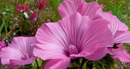 Rose Mallow