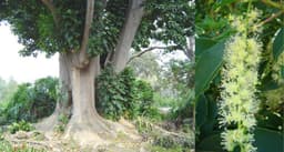 Belambra tree
