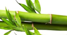 bamboo