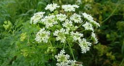 Hemlock