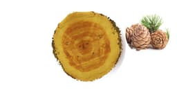 خشب الارز