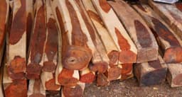 Cocobolo