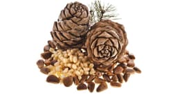 pine