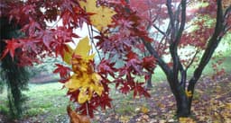 Maple