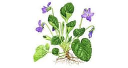 Violet root