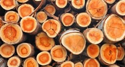 Woody Notes