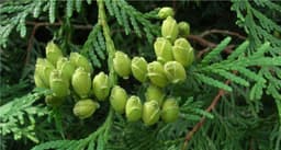 Thuja
