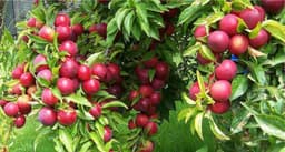 Plum Wood