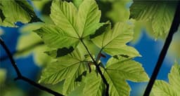 Sycamore tree