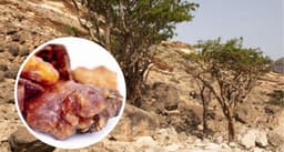 جاوشير