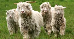 Goat hair (tincture