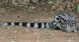 Genet