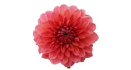 Dahlia