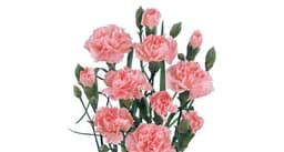 Carnation