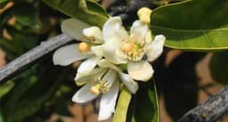 Tangerine blossom