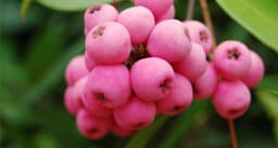 Pink berries