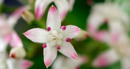 Jade flower