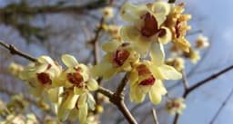 Chimonanthus or Wintersweet