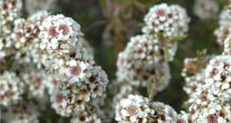 Fragonia