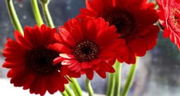 Gerbera