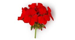 ابرة الراعي