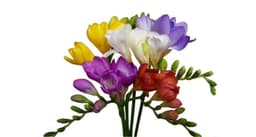 فريزيا