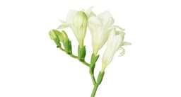 White Freesia