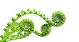 Fern