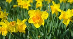 Yellow Narcissus