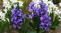 Hyacinth