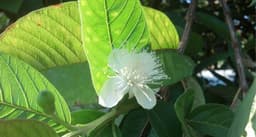 Guava blossom