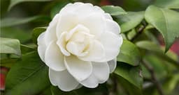 White Camellia
